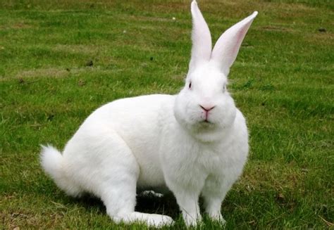 Кролик Белый великан: описание породы