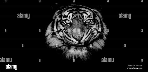 Plantilla De Un Tigre Con Fondo Negro Fotograf A De Stock Alamy