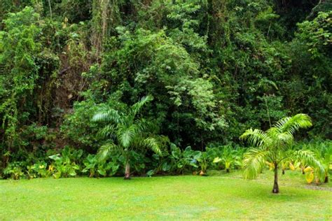 gambar pohon menanam bunga hijau sepanjang  taman botani