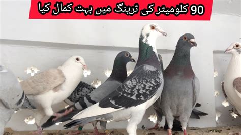 Racer Pigeon Training Km Racing Pigeons Kalapati Pigeon Racing