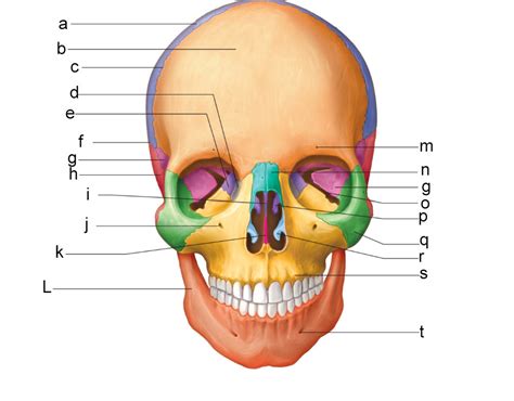 TEST 1-SKULL Diagram | Quizlet