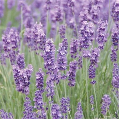 Lavender Hardy English Duo Drought Tolarant Hidcote And Munstead Plugs X24 By Thompson And