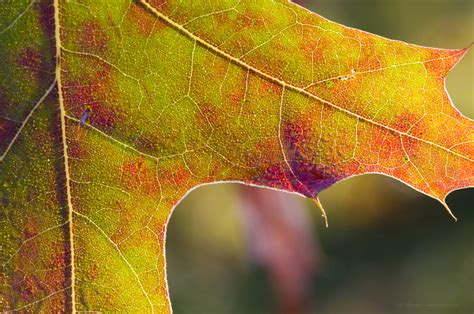 Maple Leaf Close Up Of A Maple Leaf In Fall Steven Vandervelde Flickr