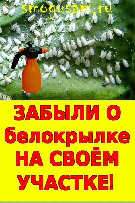 Лучшие способы избавления от белокрылки | Органическое садоводство ...