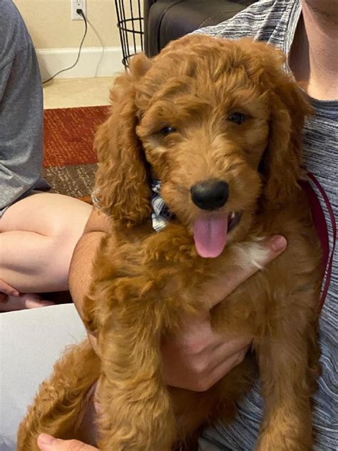 Available Goldendoodle Puppies Goldendoodle Puppies