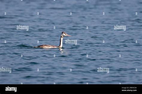 Great Crested Grebe Is A Medium To Large Aquatic Bird And Is The