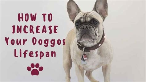 increase french bulldog lifespan   simple steps ethical frenchie