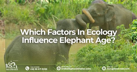 How Old Do Elephants Live For