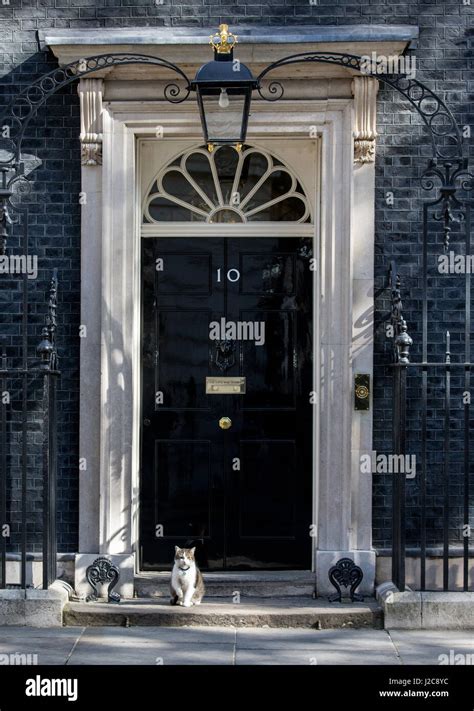 Larry The Downing Street Catchief Mouser To The Cabinet Office Larry