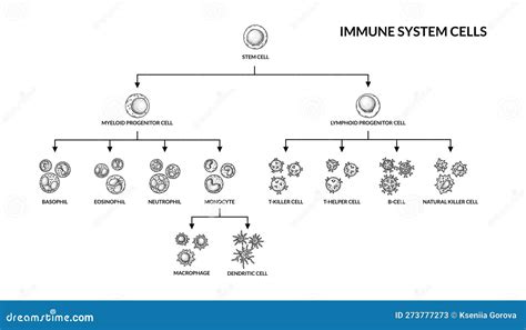 Adaptive Immune System Cells Innate Immunity Complement Protein