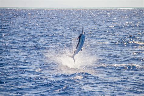 Atlantic Blue Marlin Facts: Habitat, Diet, Conservation, & More
