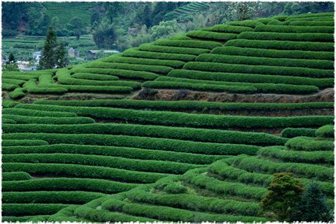 Hua Xiang Zheng Shan Xiao Zhong Black Tea