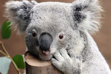 10 Selected Cute Wallpaper Koala You Can Use It Without A Penny