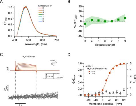 Activation Pathway Transitions In Human Voltage Gated Proton Channels