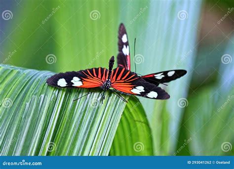 Two Small Red Postman Butterflies Heliconius Erato Stock Photo