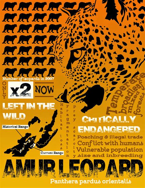 Alexis Fenn Art: Endangered Species Campaign Poster: Amur Leopard