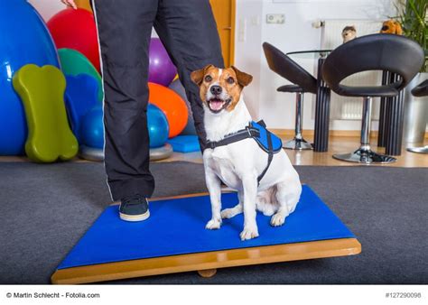 Physiotherapie F R Hunde Ein Berblick Ber Ursachen Und Kosten