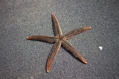 Fascinating Facts About Starfish Outdoor Revival