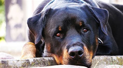 Rottweiler Guía Completa Características Alimentación Origen