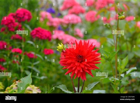 flower garden red cactus dahlia stock photo alamy