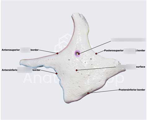 zygomatic features diagram quizlet