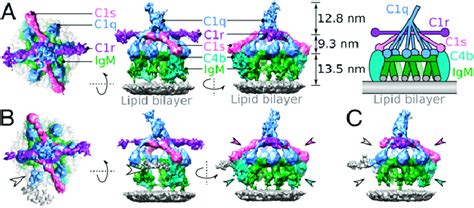 Igm C C B Complexes Imaged By Phase Plate Cryoelectron Tomography A