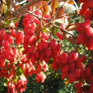 Категория: Барбарис | Кинг Сад – Питомник плодовых и кустарников в Москве