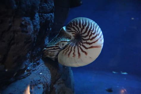 軟体動物図鑑-オオベソオウムガイ(Nautilus macromphalus) - 動物園&水族館に行こう！！