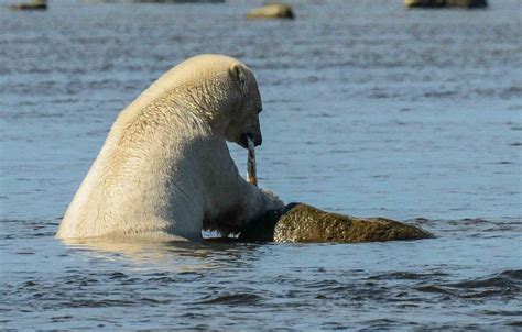 Polar Bear Lunch Time On Behance