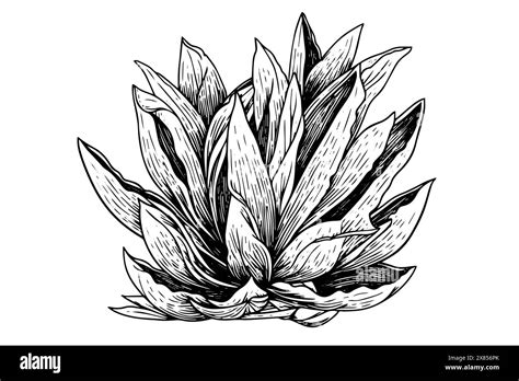 Vintage Hand Drawn Vector Sketch Of Agave Plant Tequila Illustration