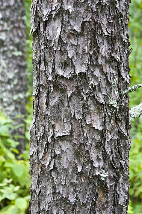 jack pine tree bark - Elvin Mcclendon