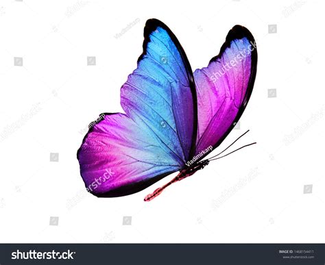 Butterfly Designs