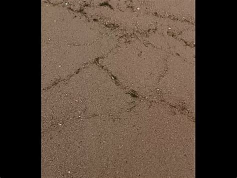 Muito Leitinho Na Praia Xvideos