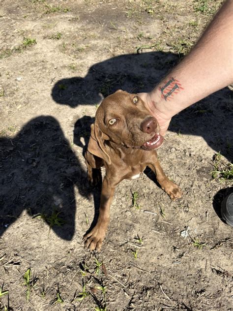 Lost and Found Pets of Bell County, Texas | Facebook