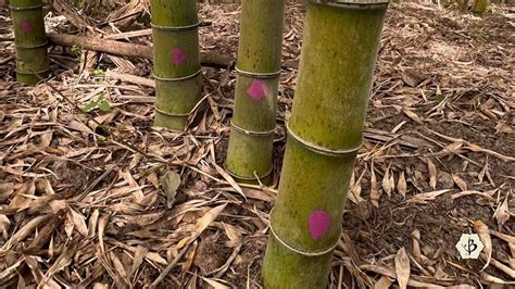 Harvesting Bamboo: When, why and how - Bambu Batu