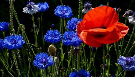 В Україну йде справжнє літо: наприкінці тижня до +24°