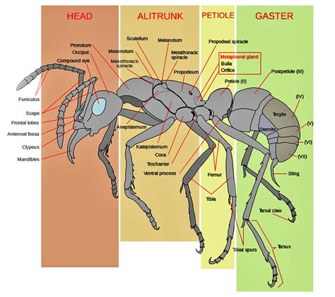 Ant Biology Anatomy At Daria Willis Blog