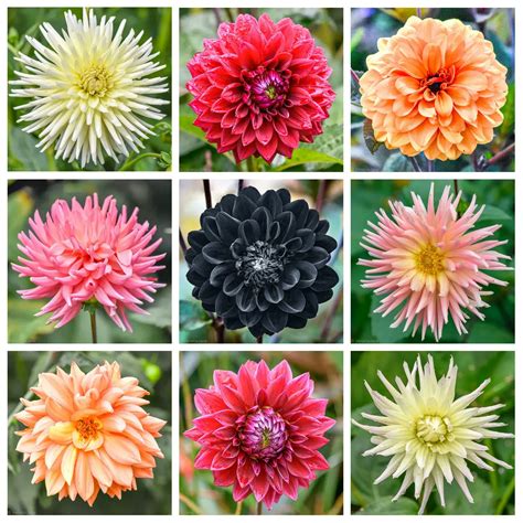 Black Dahlia Plant