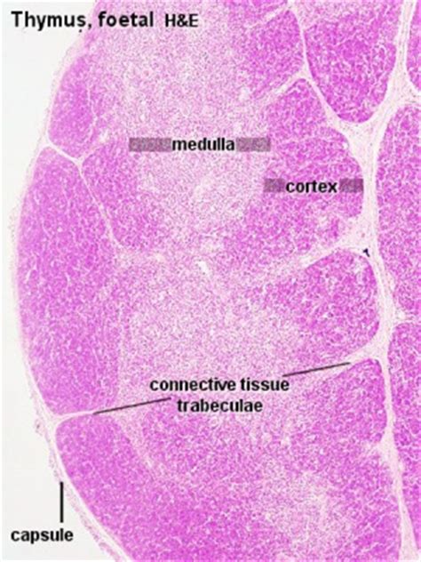 Thymus Development - Embryology