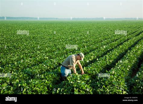 Agriculture A Farmer Grower Examines His Mid Growth Soybean Crop At