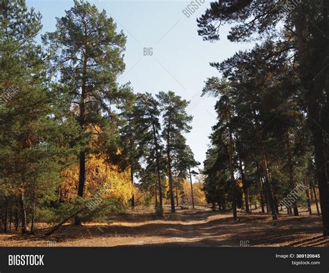 Forest Path Sunlight Image & Photo (Free Trial) | Bigstock