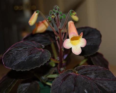 Смитианта: фото, советы и рекомендации по уходу | flori-da.ru