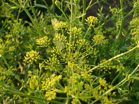 pastinák setý – PlantaNaturalis.com