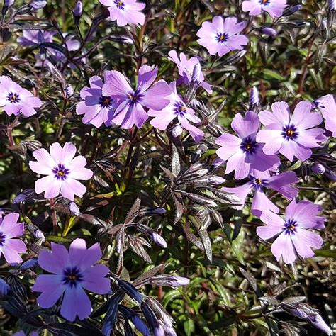 Phlox Subulata Purple Beauty Find Haveplanter