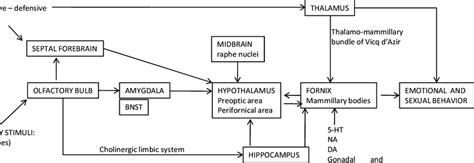 Brain Pathways Involved In The Regulation Of Sexual And Emotional