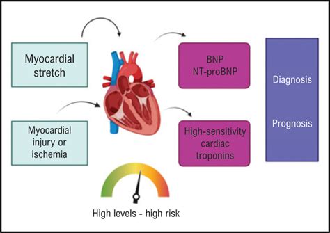 The Role of Biomarkers in Heart Failure with Preserved Ejection ...