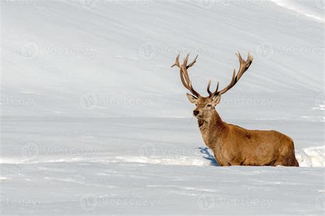 deer portrait in the snow background 12187615 Stock Photo at Vecteezy