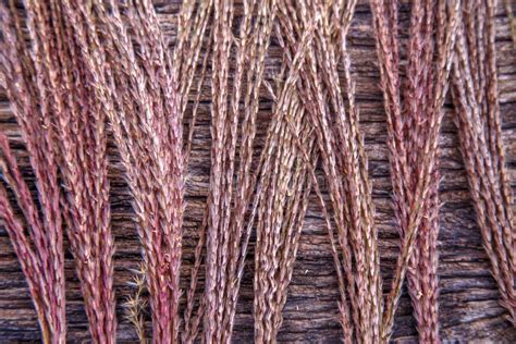 Composition Of Dried Miscanthus Inflorescences A Bunch Of Dry