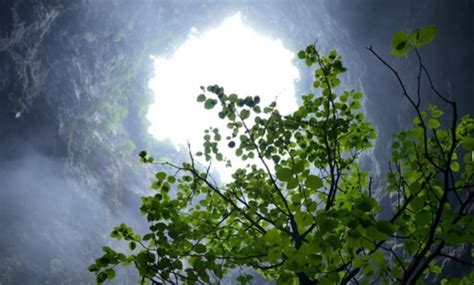 Huge Ancient Forest Discovered 630 Feet Down Sinkhole In China Pics