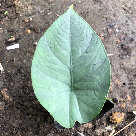 Jual Rawatan Alocasia Melo Badak Daun Alocasia Melo Kapuas